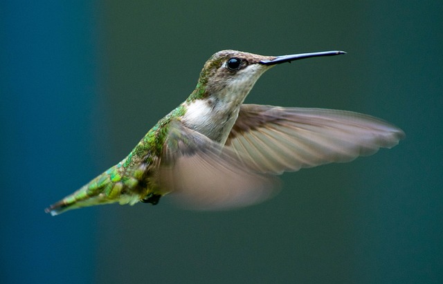 colibri